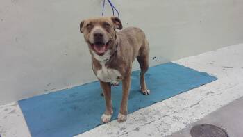 Staffordshire Bull Terrier and Mixed Breed Dogs Available for Adoption - GRETTEL | PetCurious
