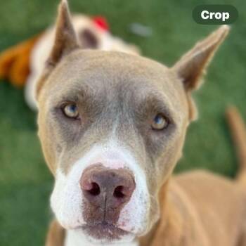 American Staffordshire Terrier and Boxer Dogs Available for Adoption - Starbucks | PetCurious