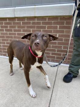 Mixed Breed Dogs Available for Adoption - Peanut*L&G | PetCurious