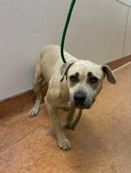 Rescue Pit Bull Terrier and Mixed Breed Dogs for Adoption in Sacramento, California - COLUMBIA | PetCurious