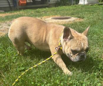 French Bulldog and Mixed Breed Dogs Available for Adoption - Malani | PetCurious