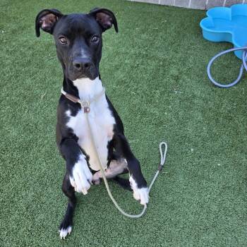 Boxer Dogs Available for Adoption in Chattanooga, Tennessee - Chanel | PetCurious