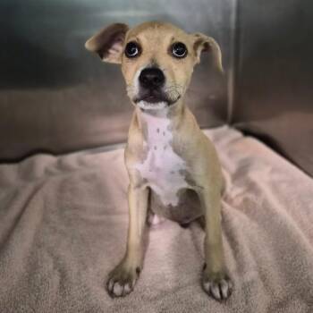 Pluto -  Labrador Retriever and Mixed Breed Dog for Adoption in Wahiawa, Hawaii - Pluto | PetCurious