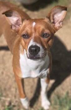 SYBIL *Sweet Pea -  Australian Cattle Dog Blue Heeler Dog for Adoption in Elizabethton, Tennessee - SYBIL *Sweet Pea | PetCurious