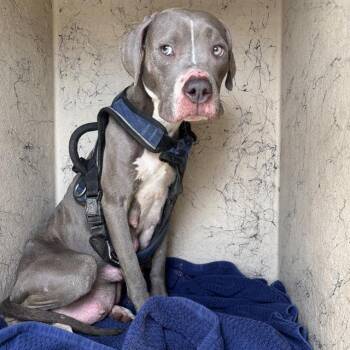 FARA -  Pit Bull Terrier Dog Available for Adoption in Indianapolis, Indiana - FARA | PetCurious