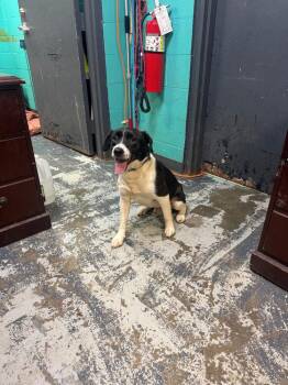 Goose #163 -  Labradoodle and Beagle Dog for Adoption in New Lexington, Ohio - Goose #163 | PetCurious