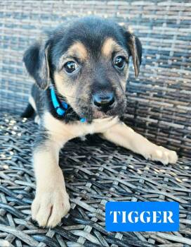 Chihuahua and Miniature Pinscher Dogs Available for Adoption - Tigger | PetCurious