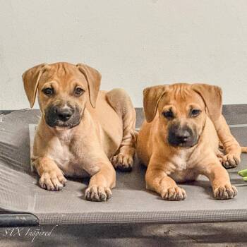 Mixed Breed Dogs Available for Adoption - Vega | PetCurious