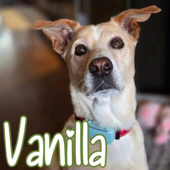 Mixed Breed Dogs Available for Adoption in Mississauga, Ontario - Vanilla | PetCurious