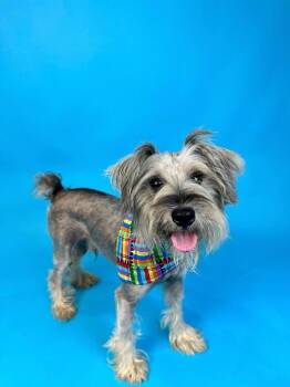 Mr. Sprinkle -  Schnauzer Dog for Adoption in Alvin, Texas - Mr. Sprinkle | PetCurious