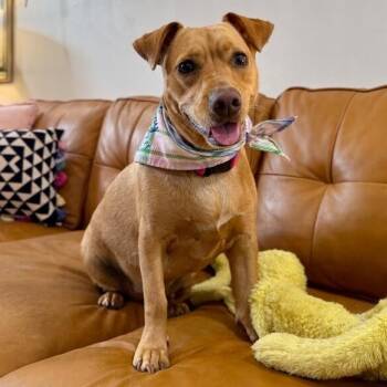 Sissy Girl The Little Love Bug Socialite -  Dachshund and Labrador Retriever Dog for Adoption in Friendswood, Texas - Sissy Girl The Little Love Bug Socialite | PetCurious