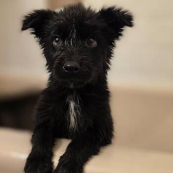 Spooky -  Shepherd and Husky Dog for Adoption - Spooky | PetCurious