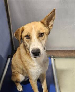 Vulcan - URGENT -  Carolina Dog Dog for Adoption in Thousand Oaks, California - Vulcan - URGENT | PetCurious