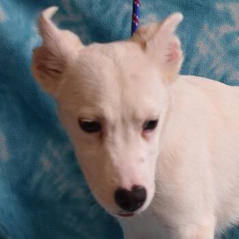 Darrin -  Husky and Labrador Retriever Dog for Adoption in Eureka, California - Darrin | PetCurious