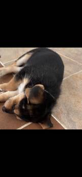 Stormie -  German Shepherd Dog Dog for Adoption in Plano, Texas - Stormie | PetCurious