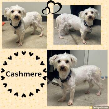 Maltese Dogs Available for Adoption - Cashmere | PetCurious