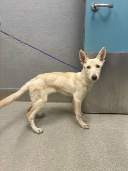 CRICKET -  Labrador Retriever and Mixed Breed Dog for Adoption in Las Vegas, Nevada - CRICKET | PetCurious