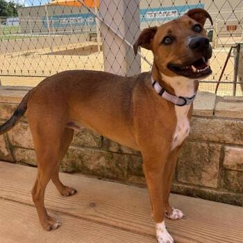 Randy -  Mixed Breed Dog for Adoption in Bentonville, Arkansas - Randy | PetCurious