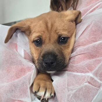 Mixed Breed Dogs Available for Adoption - Button | PetCurious