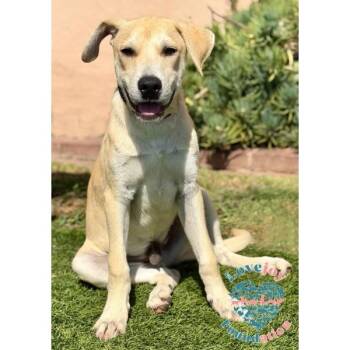 Wesly COH -  Labrador Retriever and Hound Dog for Adoption in Inglewood, California - Wesly COH | PetCurious