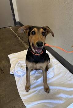 German Shepherd Dog and Doberman Pinscher Dogs Available for Adoption in Ontario, California - ANGEL | PetCurious