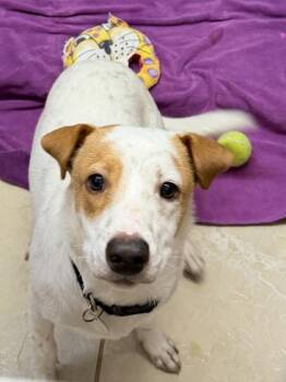 Terrier and Mixed Breed Dogs Available for Adoption - Sparky | PetCurious