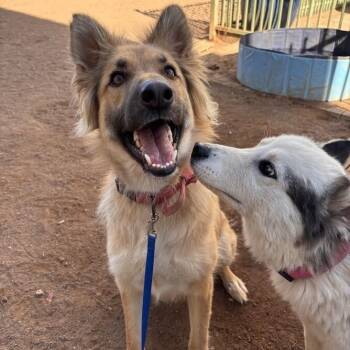 Shepherd Dogs Available for Adoption - Moo Moo | PetCurious