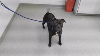 Boxer Dogs Available for Adoption in Omaha, Nebraska - ISIS | PetCurious