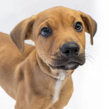 Rescue German Shepherd Dog Dogs for Adoption in Long Beach, California - Rhodes | PetCurious