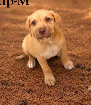 Flip -  Labrador Retriever and Mixed Breed Dog for Adoption in Morton Grove, Illinois - Flip | PetCurious