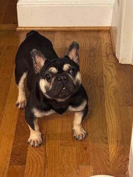 Cosmo -  French Bulldog Dog for Adoption in Newnan, Georgia - Cosmo | PetCurious