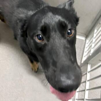 German Shepherd Dog Dogs Available for Adoption in Des Moines, Iowa - Echo | PetCurious