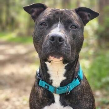 Ronin -  Pit Bull Terrier Dog for Adoption in Bridgeport, California - Ronin | PetCurious