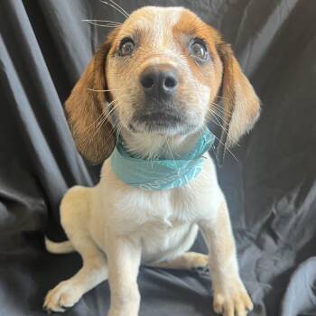 Moira -  Mixed Breed Dog for Adoption in Canal Winchester, Ohio - Moira | PetCurious