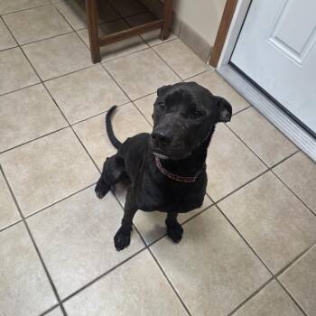 Twila -  Pit Bull Terrier Dog for Adoption in West Branch, Michigan - Twila | PetCurious