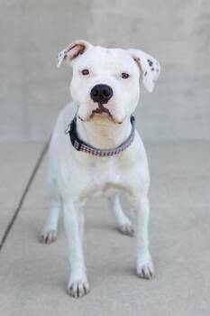 Mixed Breed Dogs Available for Adoption in Longmont, Colorado - Rain | PetCurious