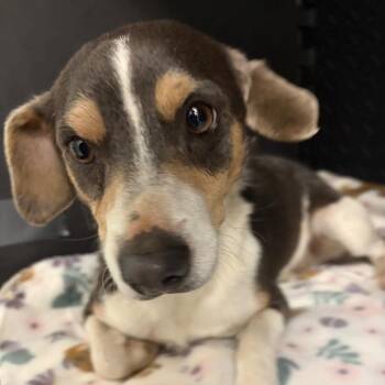 Mixed Breed Dogs Available for Adoption in Charleston, West Virginia - Twix | PetCurious