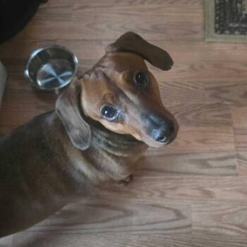 Frankie (bonded with Archie) -  Dachshund Dog for Adoption in Sandy, Utah - Frankie (bonded With Archie) | PetCurious