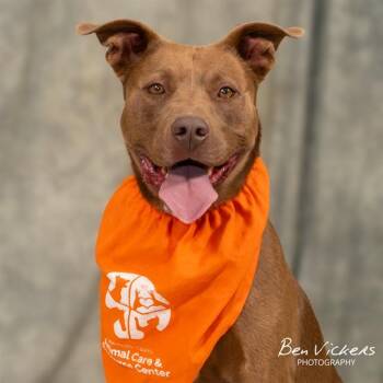 CANELO -  Pit Bull Terrier and Mixed Breed Dog for Adoption in Albuquerque, New Mexico - CANELO | PetCurious