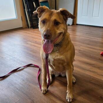 Labrador Retriever and Mixed Breed Dogs Available for Adoption - Cinnamon | PetCurious