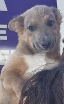 LYRA -  Border Collie and Pit Bull Terrier Dog for Adoption in Modesto, California - LYRA | PetCurious