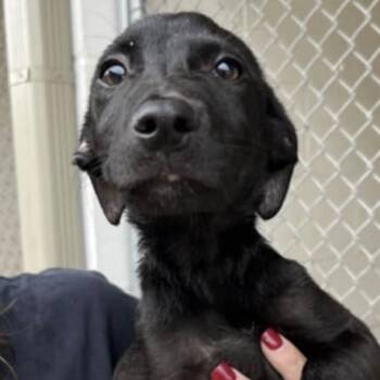 Rescue Mixed Breed Dogs for Adoption in Mankato, Minnesota - Domino | PetCurious