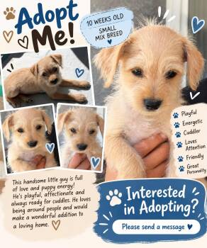 Teddy -  Miniature Poodle and Schnauzer Dog for Adoption in West Hollywood, California - Teddy | PetCurious