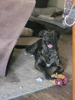 Rescue Plott Hound Dogs for Adoption - Marco | PetCurious