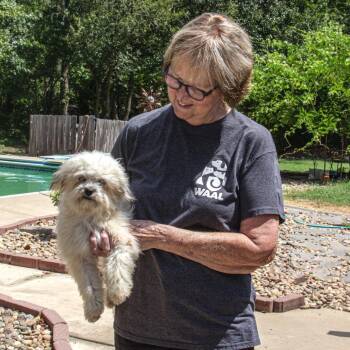 Mochi -  Schnauzer and Chihuahua Dog for Adoption in Wichita, Kansas - Mochi | PetCurious