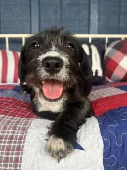 Dachshund and Terrier Dogs Available for Adoption - Pup Hoppy | PetCurious