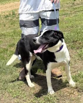 Hooky -  Border Collie and Labrador Retriever Dog for Adoption in Watertown, Connecticut - Hooky | PetCurious