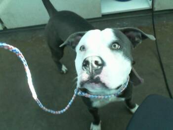 Mixed Breed Dogs Available for Adoption - CHEVY | PetCurious