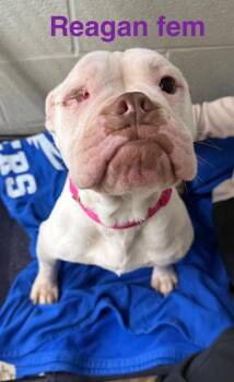 Pit Bull Terrier Dogs Available for Adoption - Raegan | PetCurious