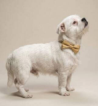 French Bulldog and Mixed Breed Dogs Available for Adoption - Milo | PetCurious